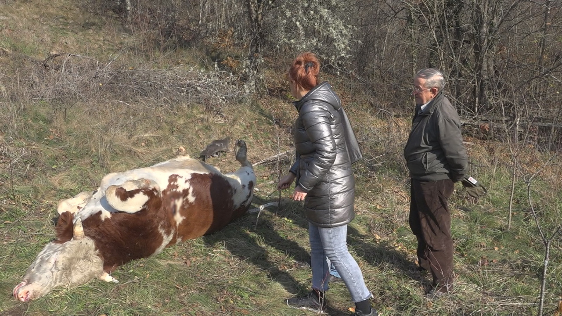 Хорор код манастира Увац добија судски епилог: Поднета кривична пријава против особе за коју се сумња да је убила бика од 600 килограма из пиштоља, ако би починалац прође некажњено, то би била велика срамота(ФОТО)