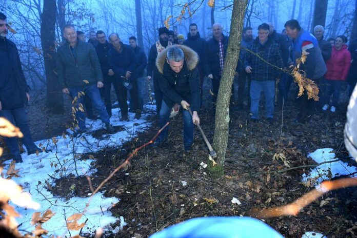 Градско руководство Чачка посекло бадњак у селу Брезовице: Вечерас ће испред храма Светог Вазнесења Господњег бити положен у огањ