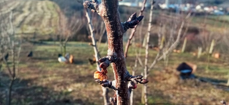 Ђорђе је обишао свој воћњак и остао у чуду: Усред јануара у селу Жабари код Тополе процветале кајсије, народно веровање каже да нас чека дуга и хладна зима (ФОТО)