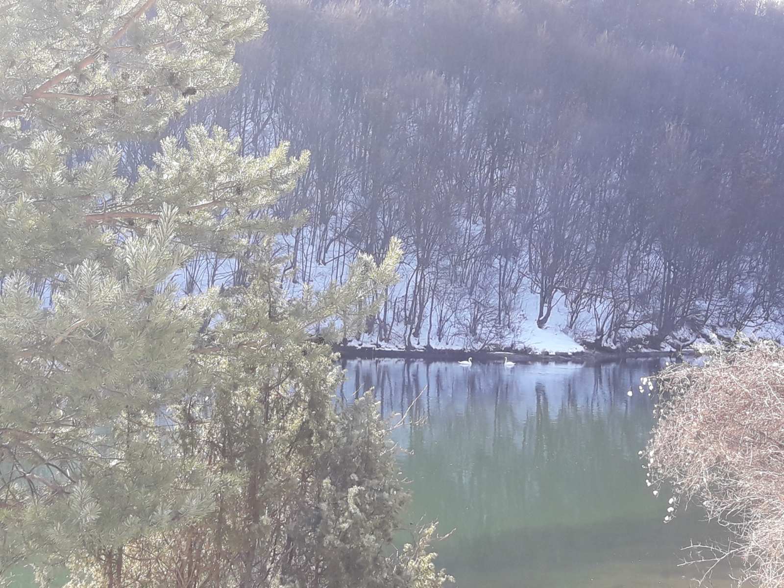 Уместо на обалама Средоземља ова два лепотана се брчкају на леденом Радоињском језеру: Лабудови изгубили своје јато и зиму провoде подно Златара, не сме да им се баца храна јер могу да угину (ФОТО)