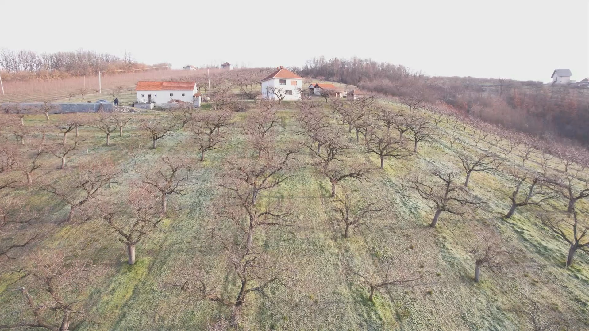 Због промене климе појавиле су се и нове болести које захтевају додатно третирање/ Фото: РИНА