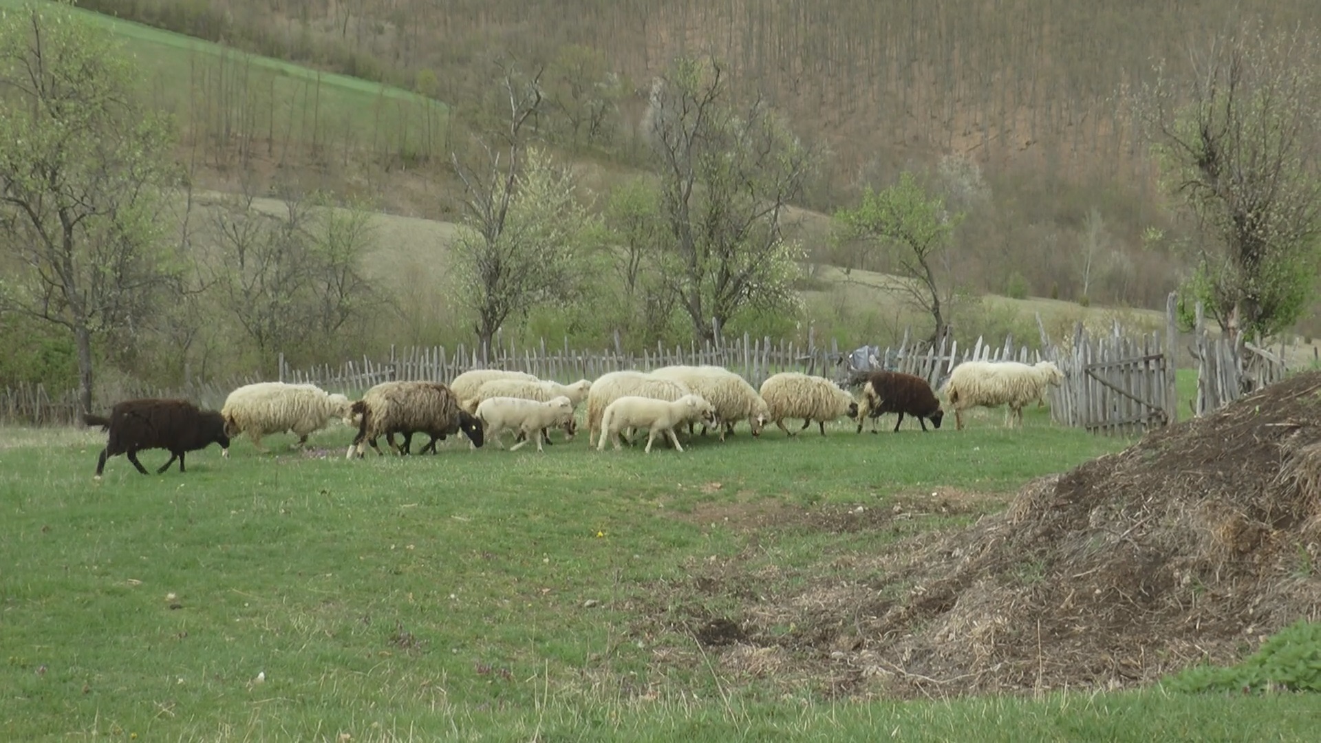 Упали у село џипом без таблица, па покушали да покраду јагњад и овце: Преплашена домаћица Зорица једва дошла себи, лопови за седам дана два пута направили хаос у селу Срезојевци (ФОТО)