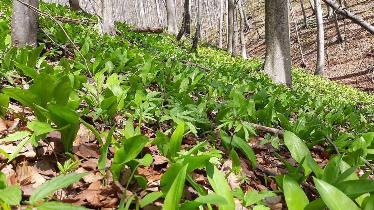 Диже из мртвих и лечи многе болести, али Ссремуш има само једну ману, фото: РИНА