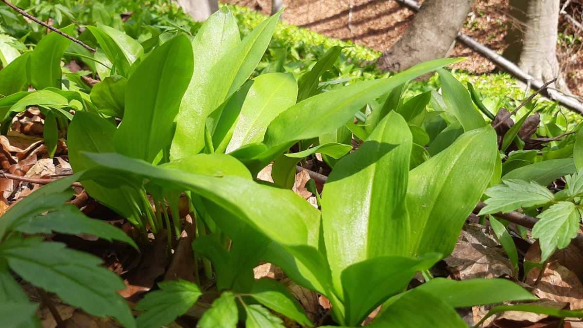 Диже из мртвих и лечи многе болести, али има само једну ману: Ово је рецепт како да се продужи век најмоћније самоникле биљке, Ана из Тополе кисели сремуш на посебан начин (ФОТО)