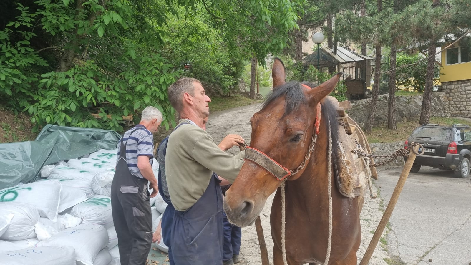 Милосављевићи из Дљина упрегли шест својих најбољих коња да помогну изградњу светиње на планини Каблар/ Фото: РИНА