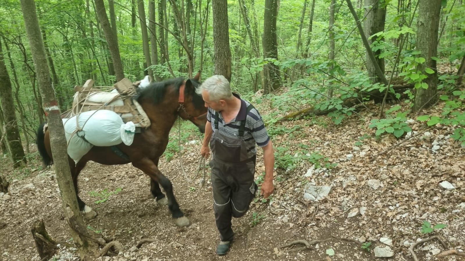 Милосављевићи из Дљина упрегли шест својих најбољих коња да помогну изградњу светиње на планини Каблар Фото: РИНА