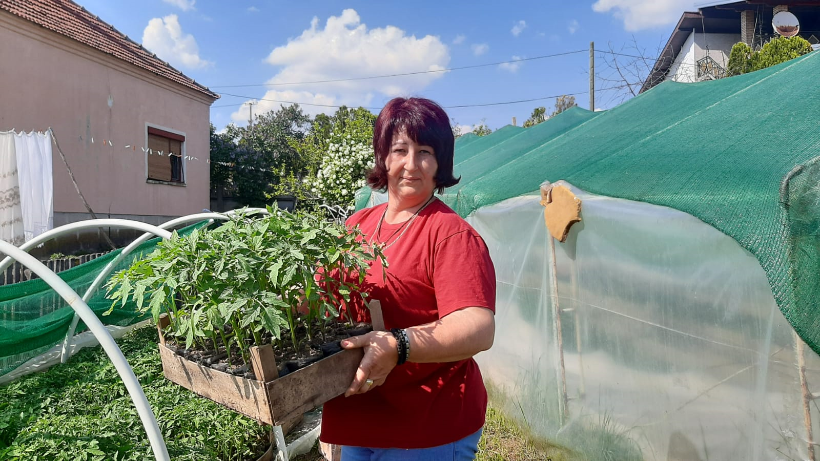 Вредна Јелена расаднички занат научила од оца пре 15 година, фото: РИНА