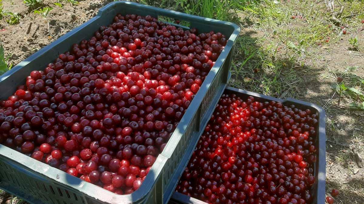 Род и квалитет одлични, али само гајбице са сортом шумадинка отишле на инострано тржиште, фото: РИНА