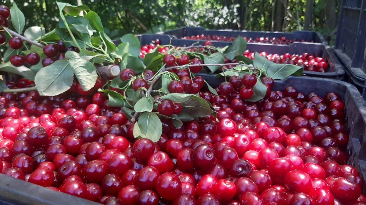 Обраше се вишње у селима српске Тоскане: Род и квалитет одлични, али само гајбице са сортом шумадинка отишле на инострано тржиште (ФОТО)