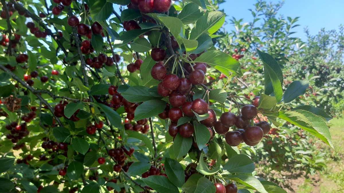 Род и квалитет одлични, али само гајбице са сортом шумадинка отишле на инострано тржиште, фото: РИНА