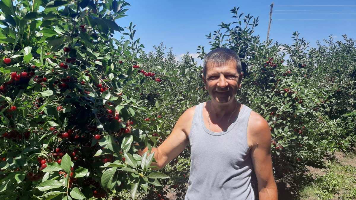 Род и квалитет одлични, али само гајбице са сортом шумадинка отишле на инострано тржиште, фото: РИНА