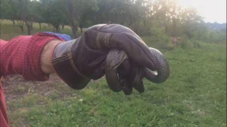 Кад смо отворили хаубу пао нам је мрак на очи: Смук дугачак преко једног метра завукао се у Филипов аутомобил, његово извлачење потрајало неколико сати
