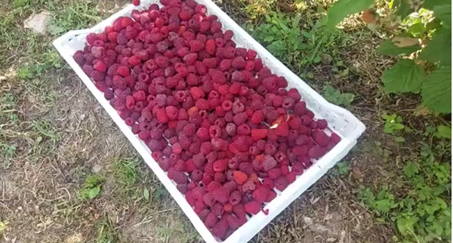 На рачуну им пише 600 динара за килограм, а трактори пуни скупоцених гајбица: Малинари у селима општине Косјерић више него задовољни, берба у пуном јеку, раде и не жале се (ФОТО)