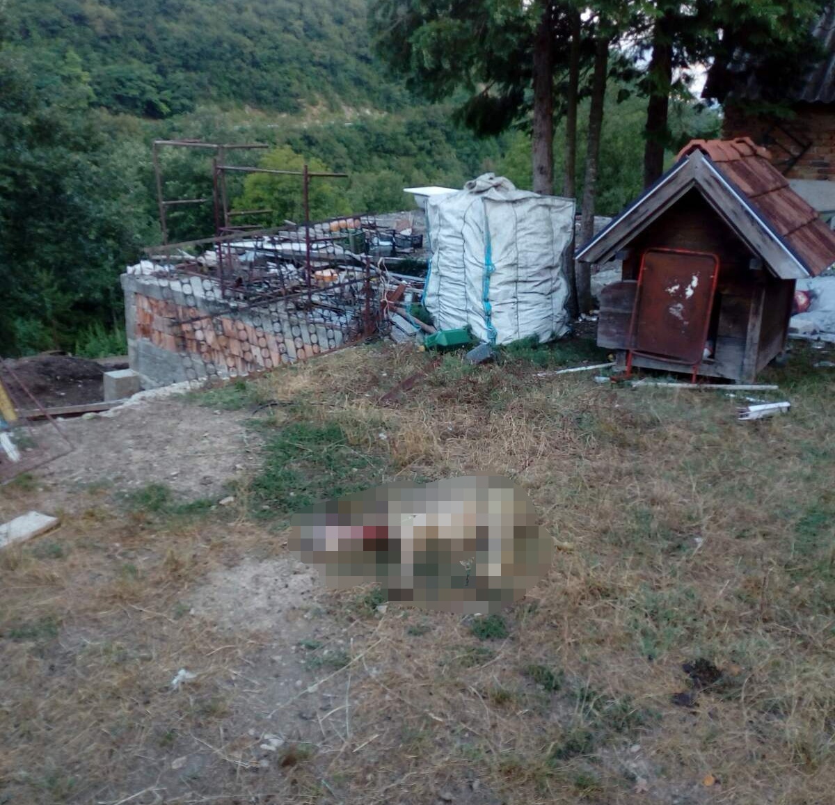 Хорор у селу Дивци код Пријепоља, пси луталице упадају на имања и кољу стоку, фото: РИНА