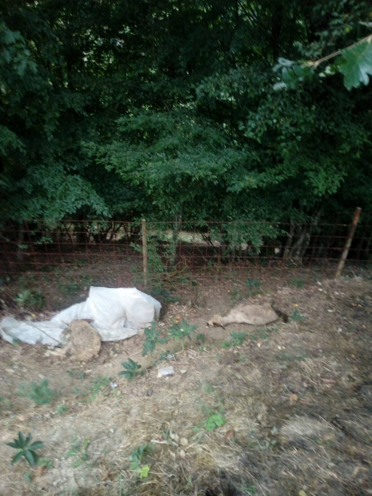 Хорор у селу Дивци код Пријепоља, пси луталице упадају на имања и кољу стоку, фото: РИНА