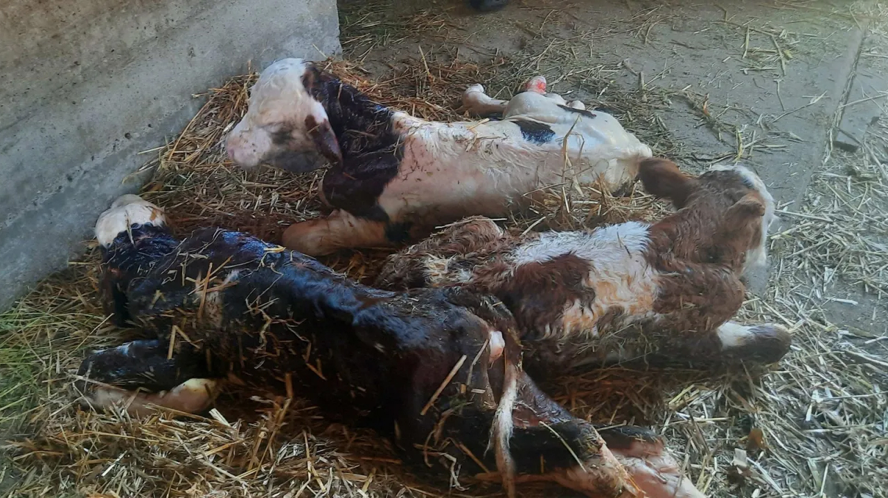 Крава у селу код Тополе на свет донела три здрава телета, фото: РИНА