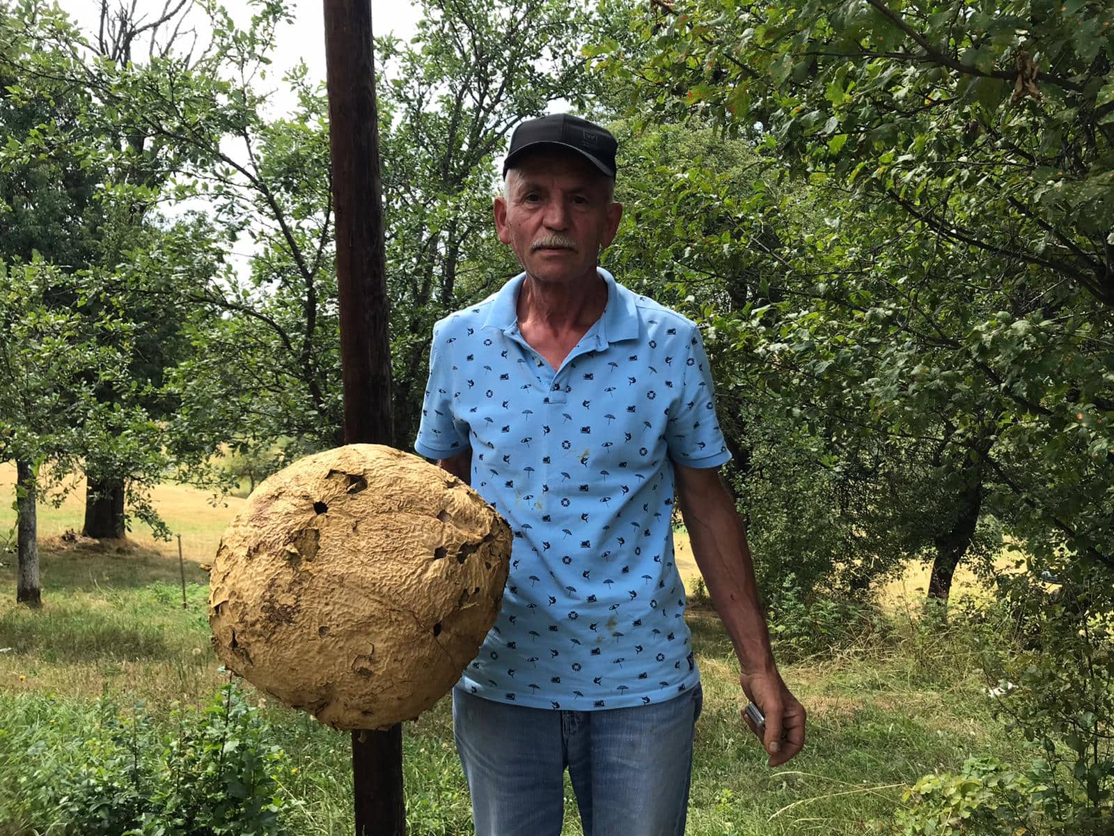Чудо природе у селу код Нове Вароши, пронађена џиновска гљива пухара обима преко једног метра, фото: РИНА