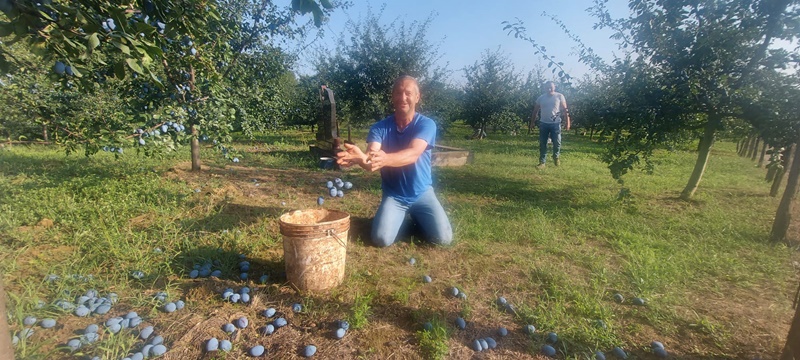 Несвакидашња последња жеља једног Осечанина: Деду Жику породица сахранила у шљивику, читав живот радио је у њему и садио стабла, а сада му је то вечна кућа (ФОТО)