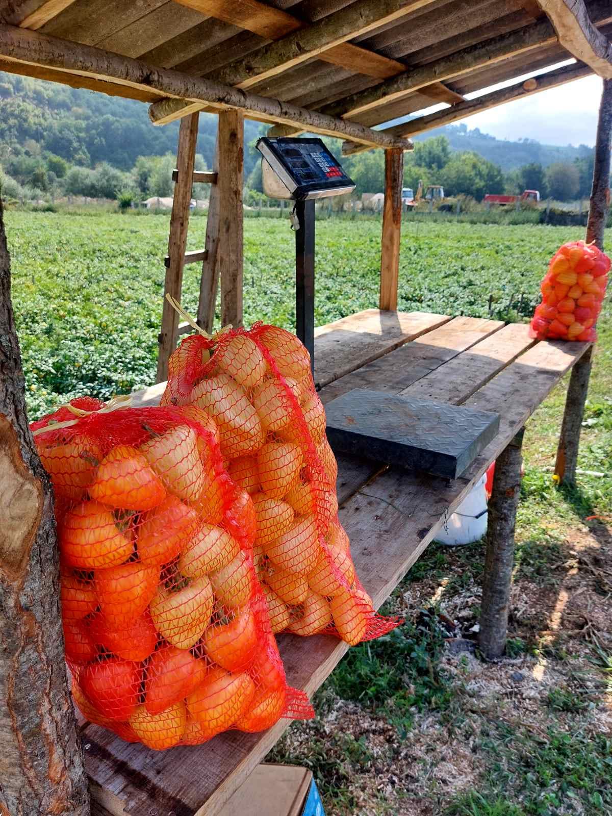 Цена паприке се ове године креће од 130 до 200 динара по килограму, фото: РИНА