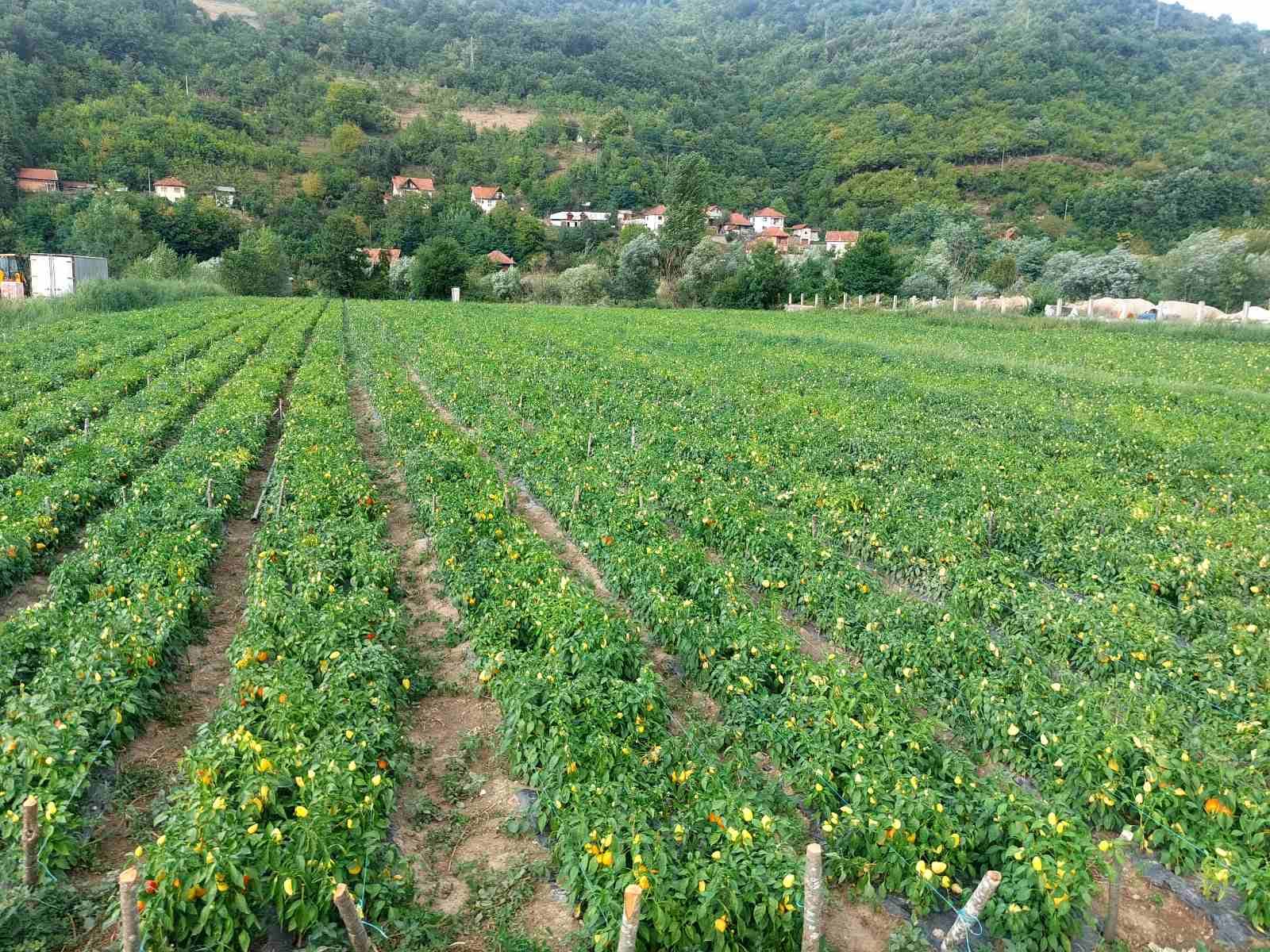 Паприка у долини Лима родила као никада раније, плантаже пуне квалитетних плодова