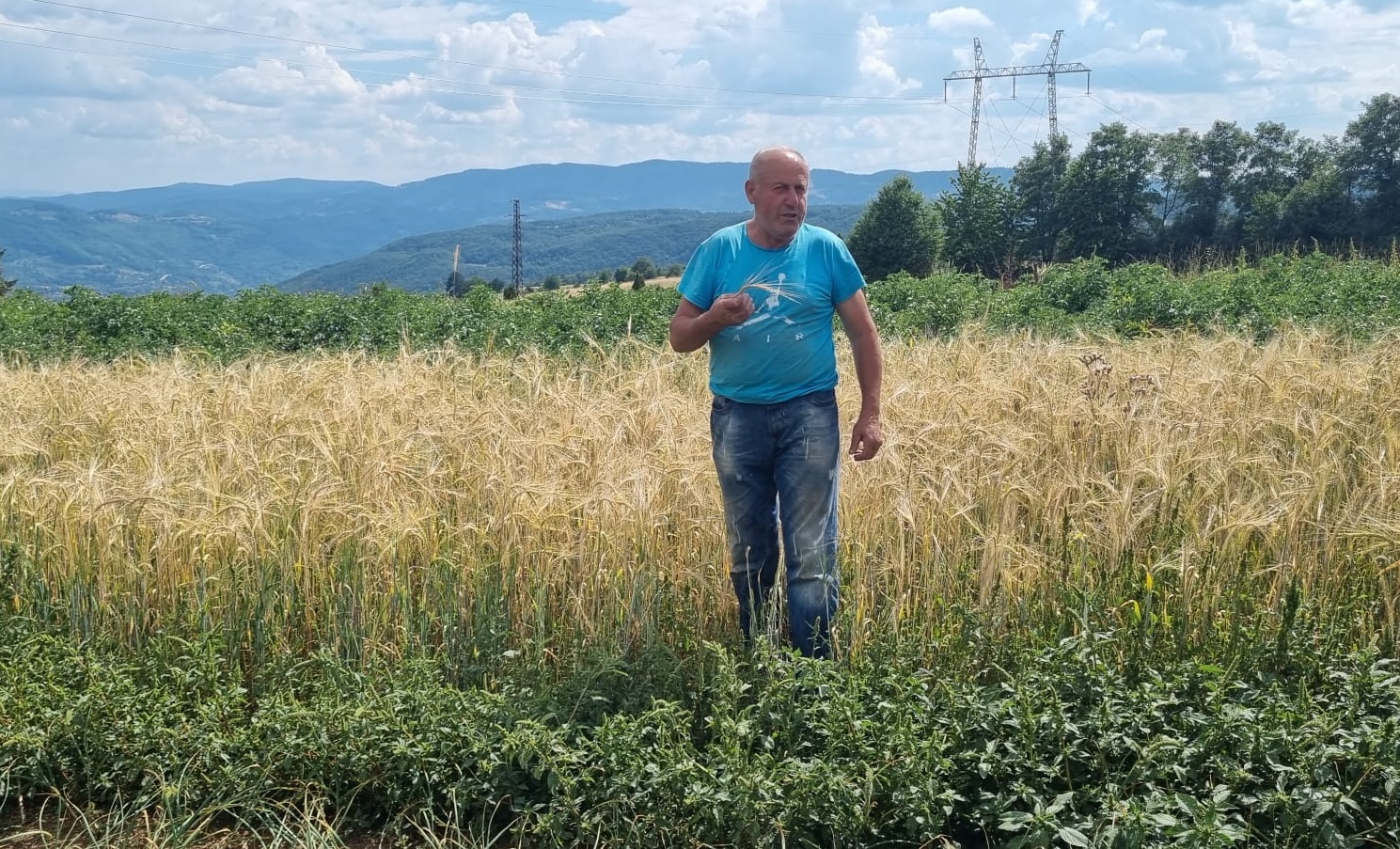 Милован из села Бабине већ деценијама узгаја стрна жита за којима влада огромна потражња, фото: РИНА