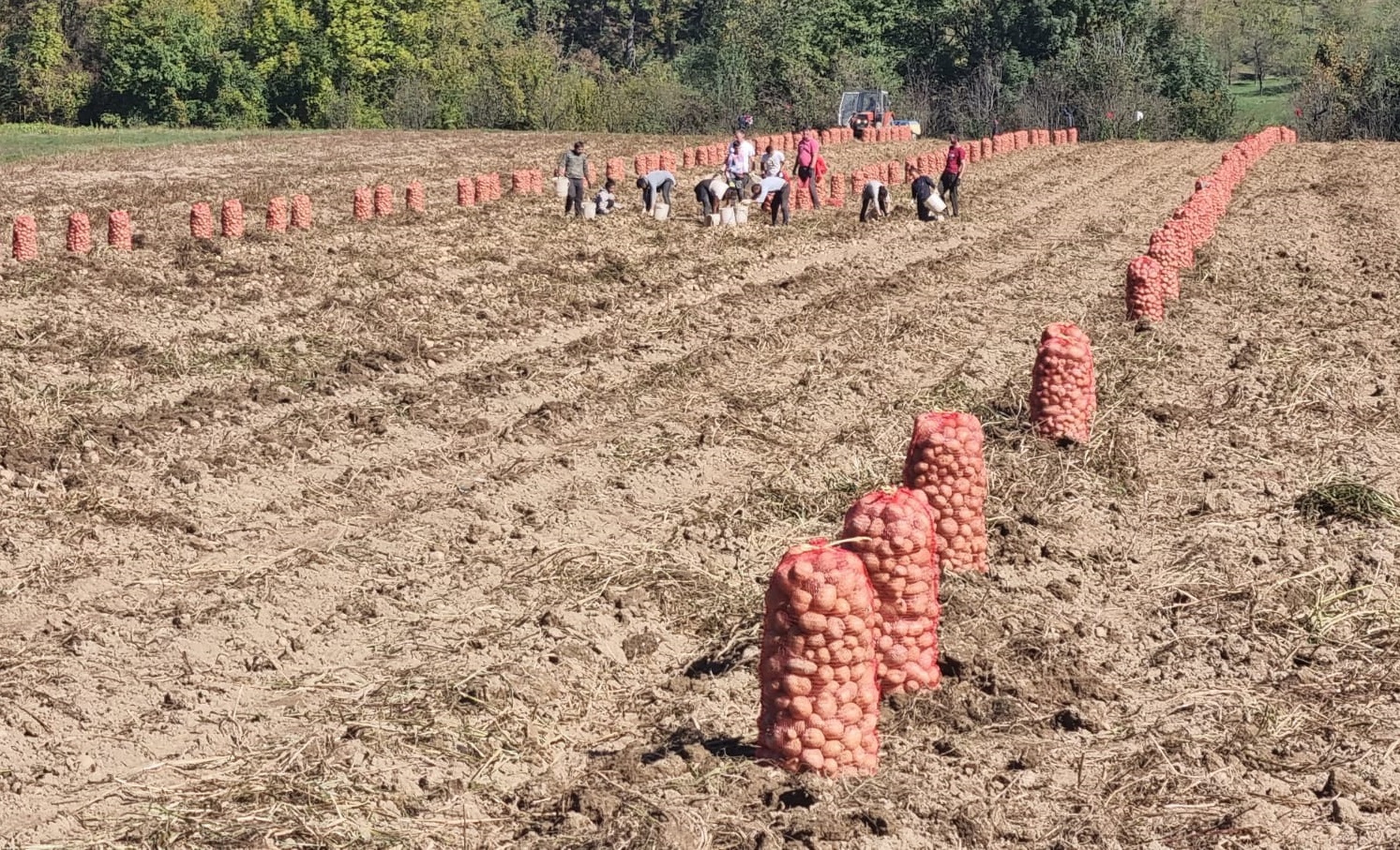 Пола бивше Југославије они снабдевају са кромпиром: Парцеле браће Жунић из Пријепоља простиру се на осам хектара, ове сушне године спасили су их системи за наводњавање (ФОТО)