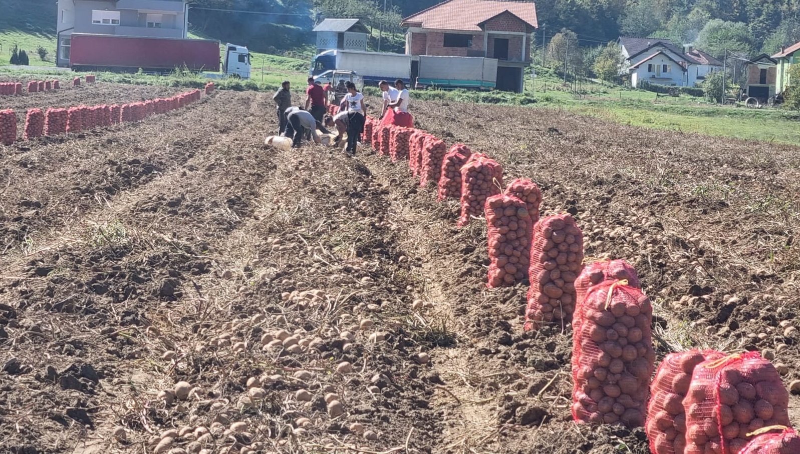 Парцеле браће Жунић из Пријепоља простиру се на осам хектара, фото: РИНА
