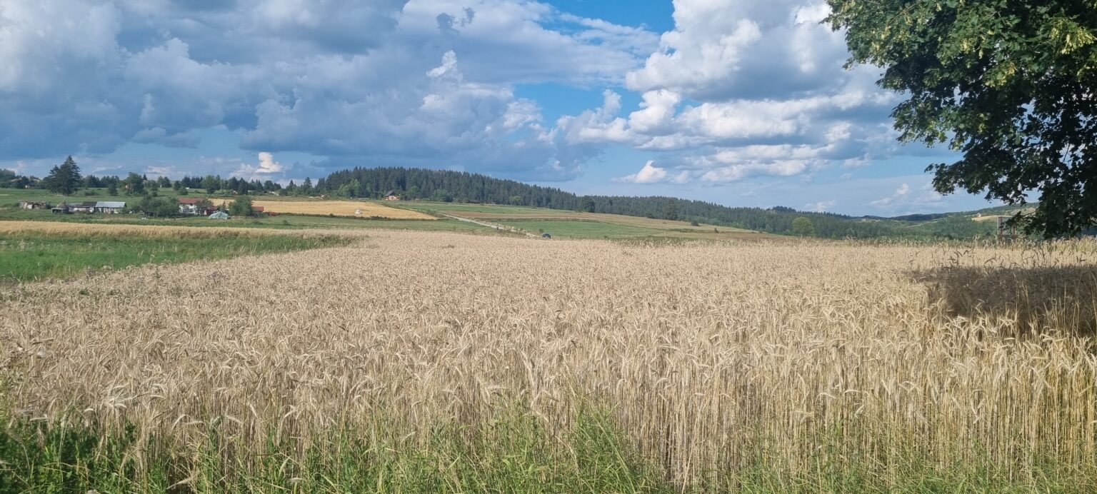 Престоница хељде у Западној Србији, на хиљаду метара надморске висине, фото: РИНА