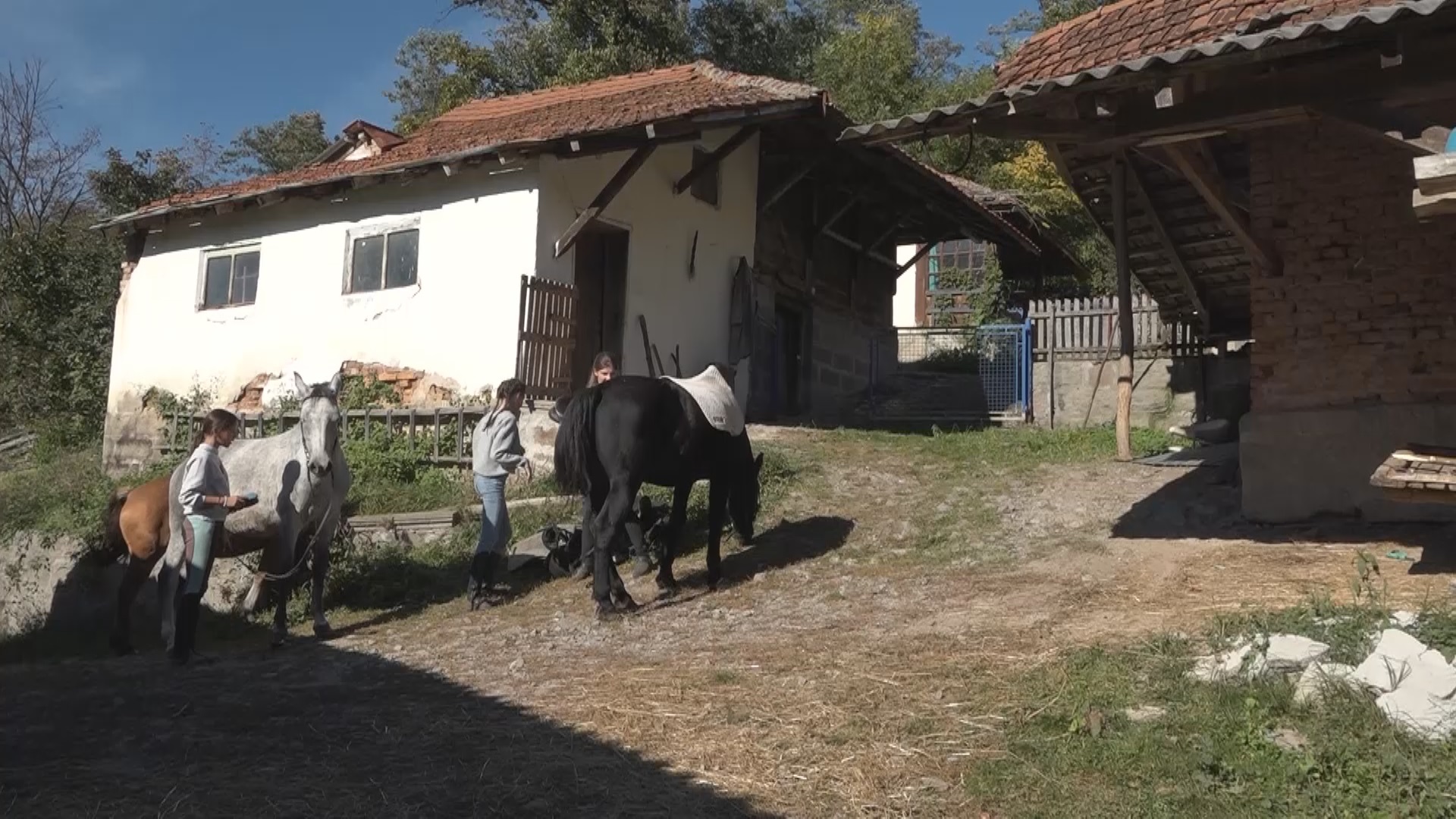 Зека, Цига, Вихор и Зеба слободно галопирају на имању Божанића: Ема је девојка која обожава своје љубимце, своју љубав према коњима желела је да подели са осталима на посебан начин/ Фото: РИНА