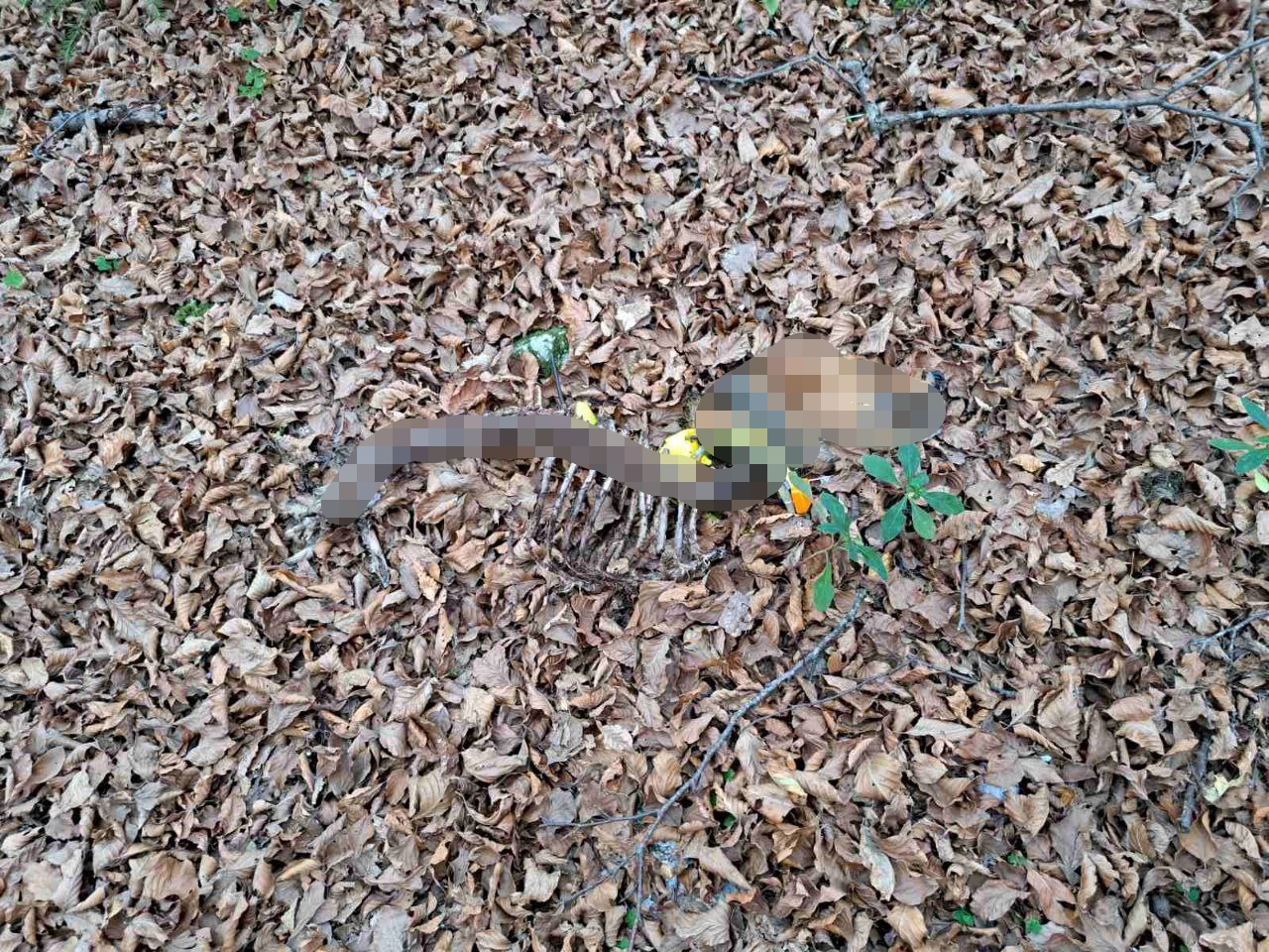 чопор вукова напао ловачке псе, Фото: Уступљена фотографија
