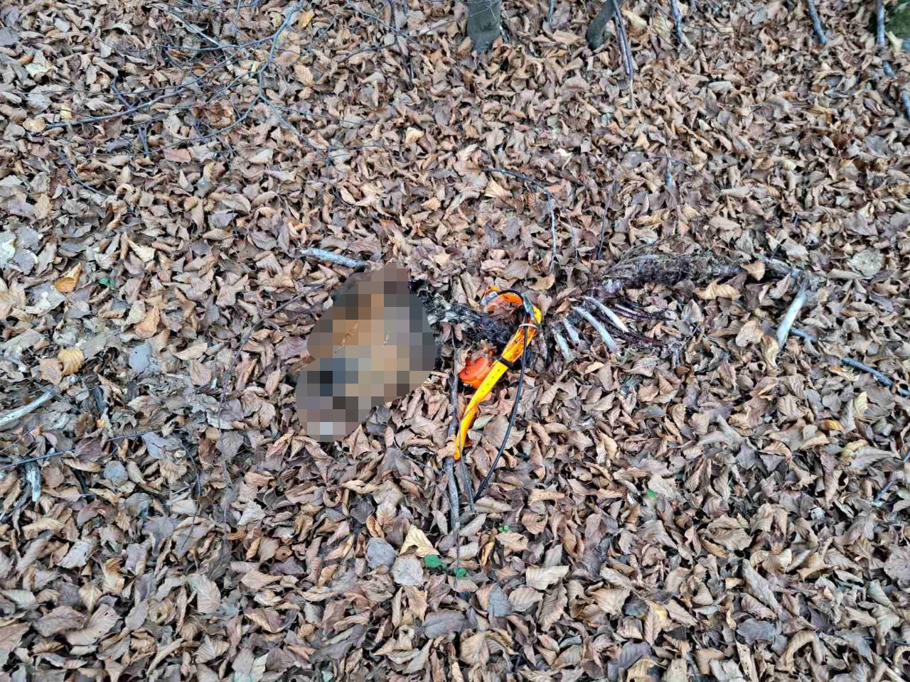 Хорор у ивањичком ловишту, чопор вукова напао ловачке псе: Усмртили их и појели све до последњег грама меса, мештани и ловци у страху и за своје животе (ФОТО)