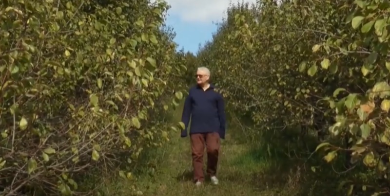 Младен живи у Лондону, али је у родном селу подигао шљивике за понос: Засади се простиру на површини од 15 хектара и броје преко 6.000 стабала, аутохтона сорта најбоља за чувену српску ракију (ФОТО)
