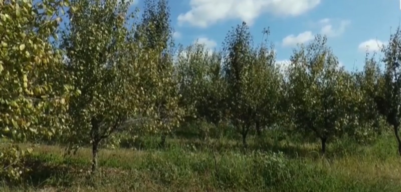 Младен живи у Лондону, али је у свом родном селу подигао шљивике за понос, фото: РИНА