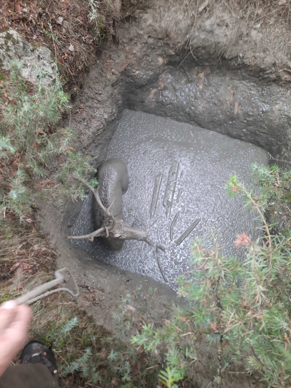 Могао се удавити у живом блату сваког тренутка и умрети нам пред очима: Млад и снажан јелен упао у дубоку рупу у селу Чадиње код Пријепоља, ловци га из ове безизлазне ситуације извлачили сат времена (ФОТО)