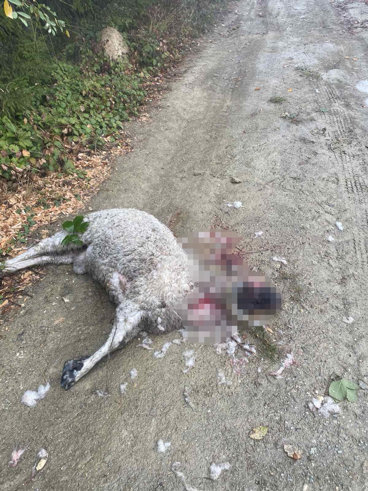 Поново масакр у српским шумама: Вукови растргли четири овце и овна у селу Руда Буква код Косјерића, дивље звери дошле на само један километар од Миланове куће (ФОТО)