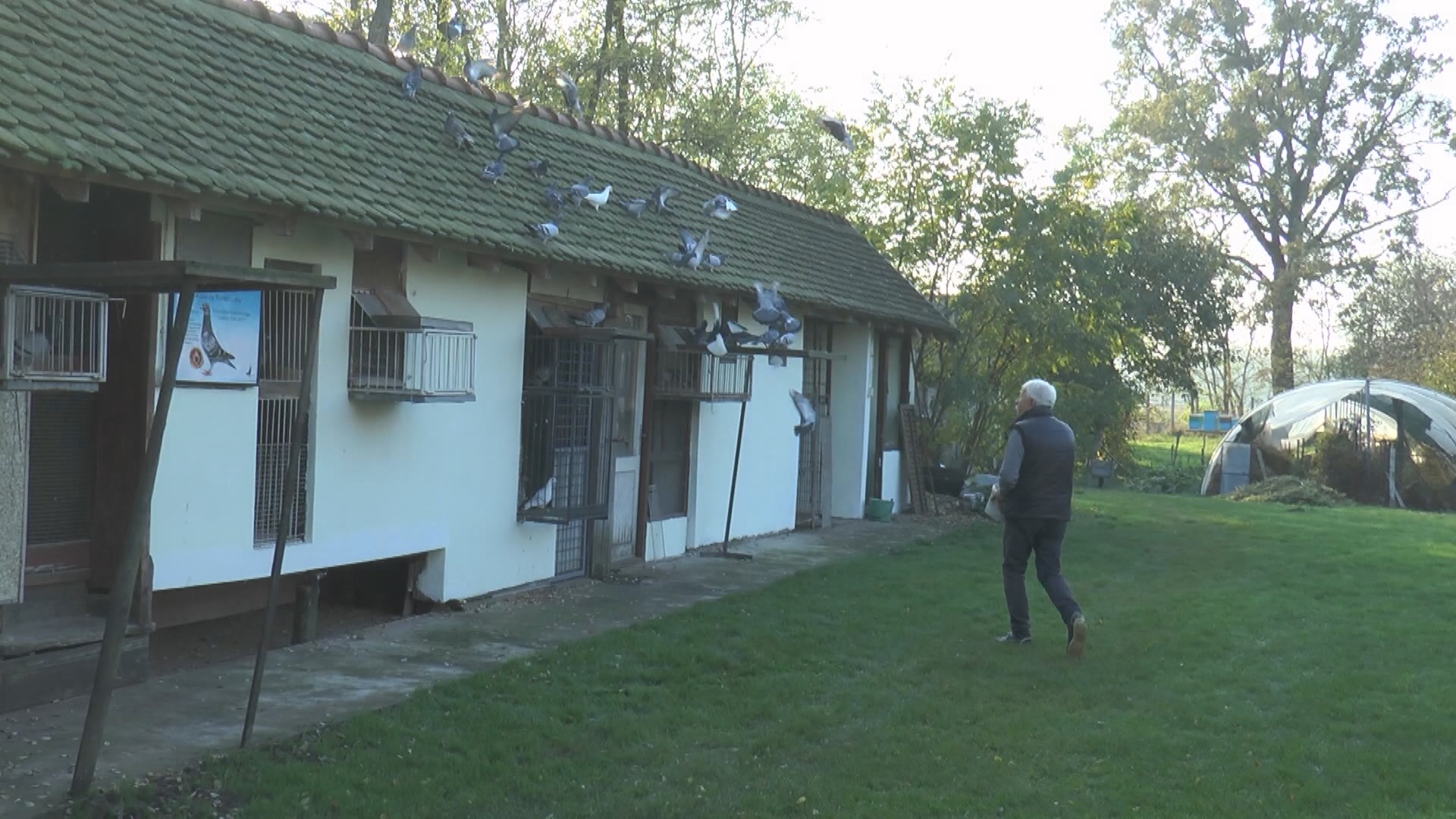 Голуб прелетео скоро 2000 километара како би се из Шпаније вратио у своје село, фото: РИНА