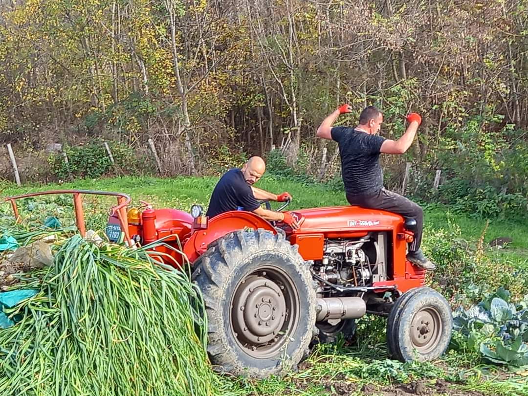 Он је краљ празилука у Западној Србији, родило му шест тона: Мирослав из Чачка посадио ово поврће које се показало као пун погодак, улагања минимална а откупна цена ове године скочила дуплo/ Фото: РИНА