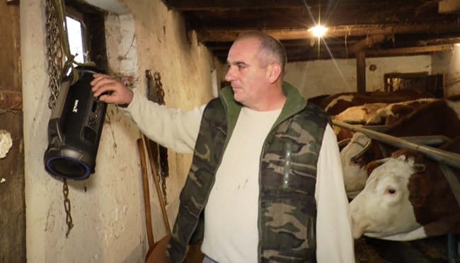  Више воле инструментал, него песму са текстом: Стеван са Сувобора остао у чуду након сазнања шта слушају његове краве, уз музику са радија проверено дају више млека  (ФОТО)