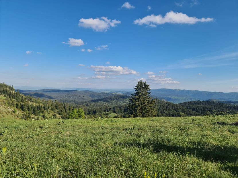 Нису све српске планине папрено скупе, на Златару закуп читаве викендице кошта 100 евра за три дана: На овој природној лепотици данима уназад попуњени сви смештајни капацитети, за Новогодишње празнике биће пуна као шибица(ФОТО)