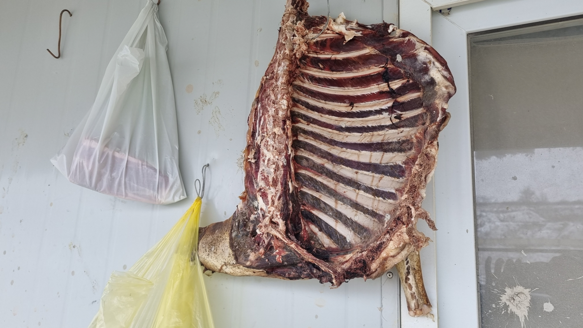 Kineski radnici poprimili naše običaje pa u kampu napravili improvizovane sušare za meso/ foto: RINA