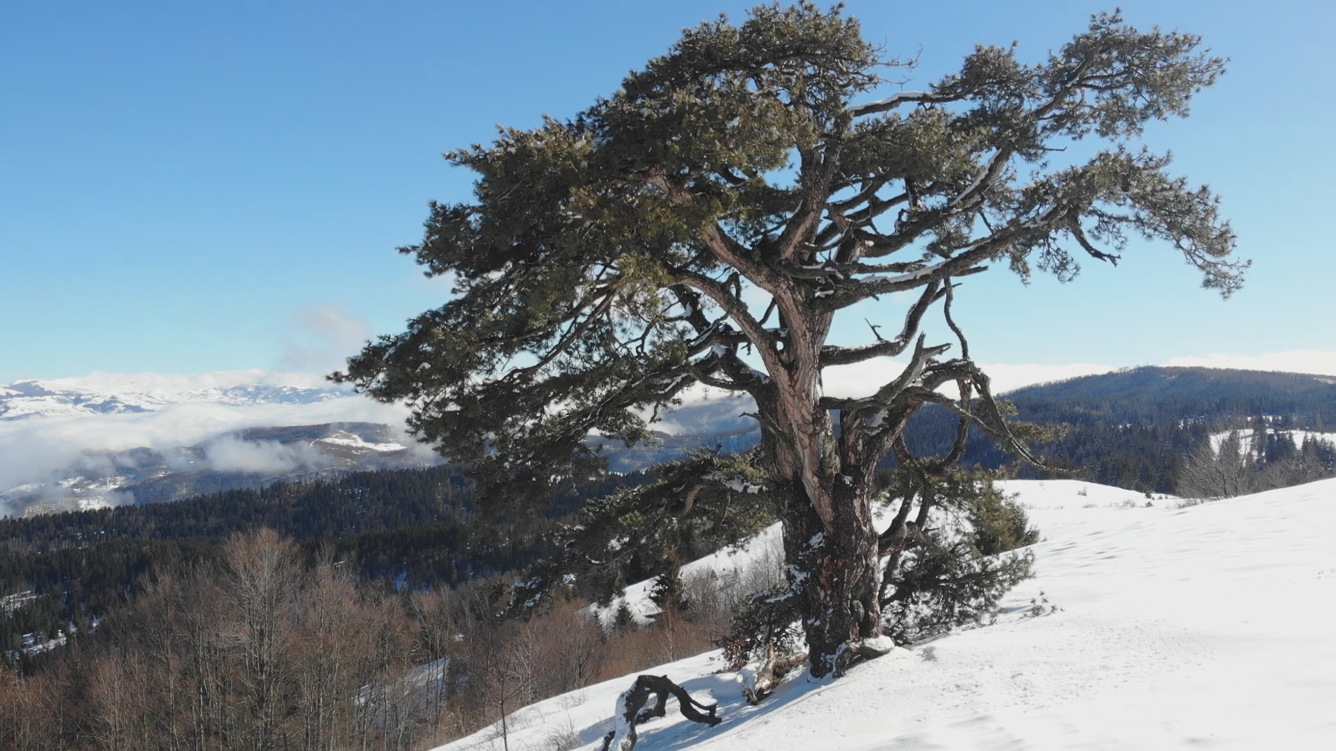 Sveti bor na Kamenoj gori o dalje odoleva vremenu/ Foto: RINA