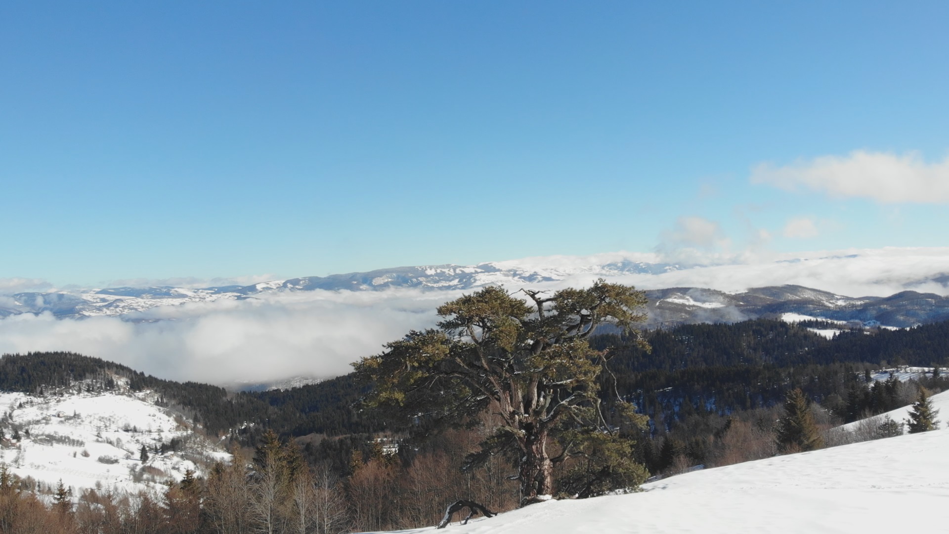 Sveti bor na Kamenoj gori o dalje odoleva vremenu/ Foto: RINA