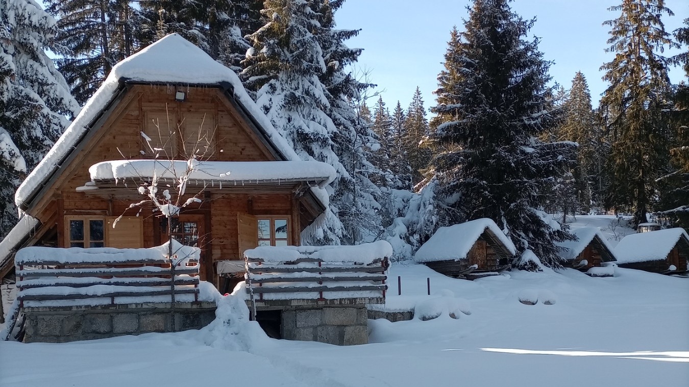 Svako jutro smo sa strahom gledali ka njemu: Simbol Srbije izdržao jake udare snega i vetra, Sveti bor na Kamenoj Gori stoji ponosno duže od 500 godina (FOTO)