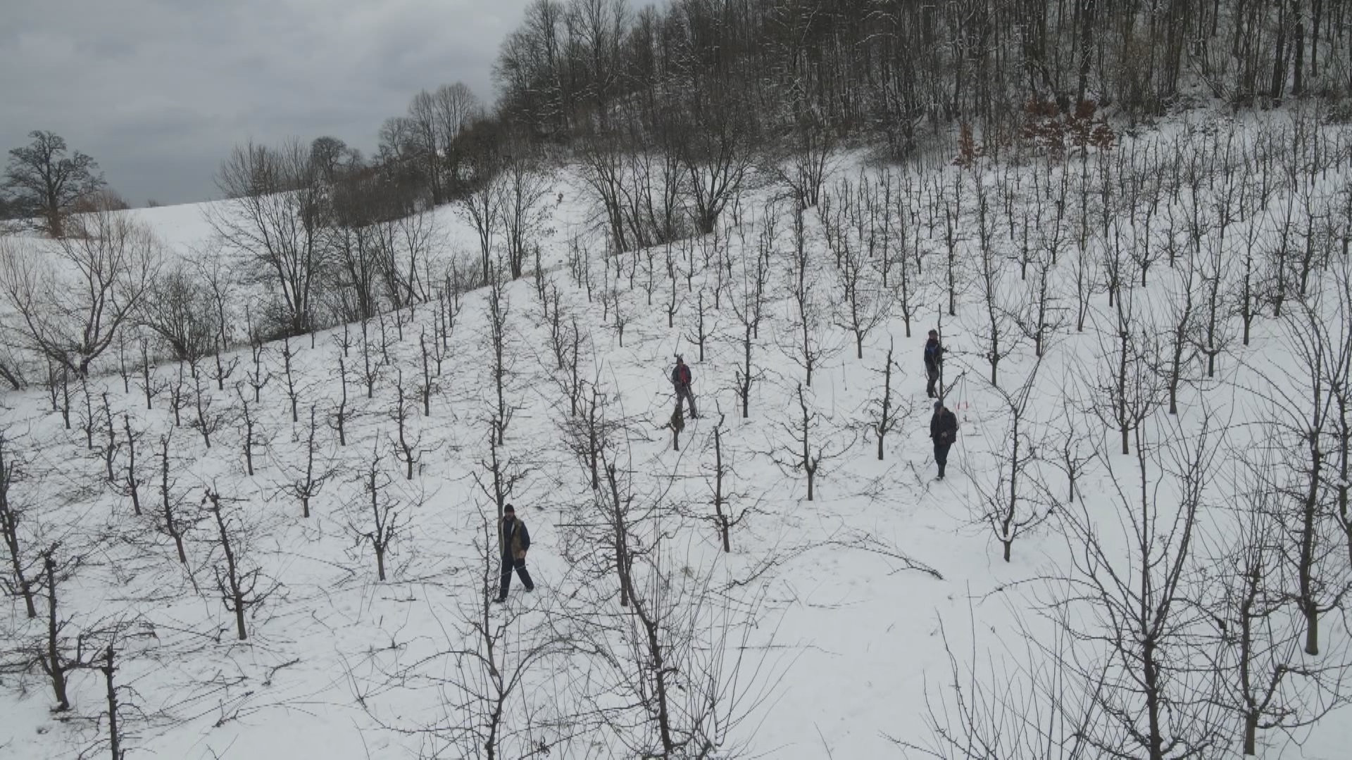 Orezivači iz Brusa "haraju" čačanskim selima, imaju pune ruke posla u voćnjacima / foto: RINA