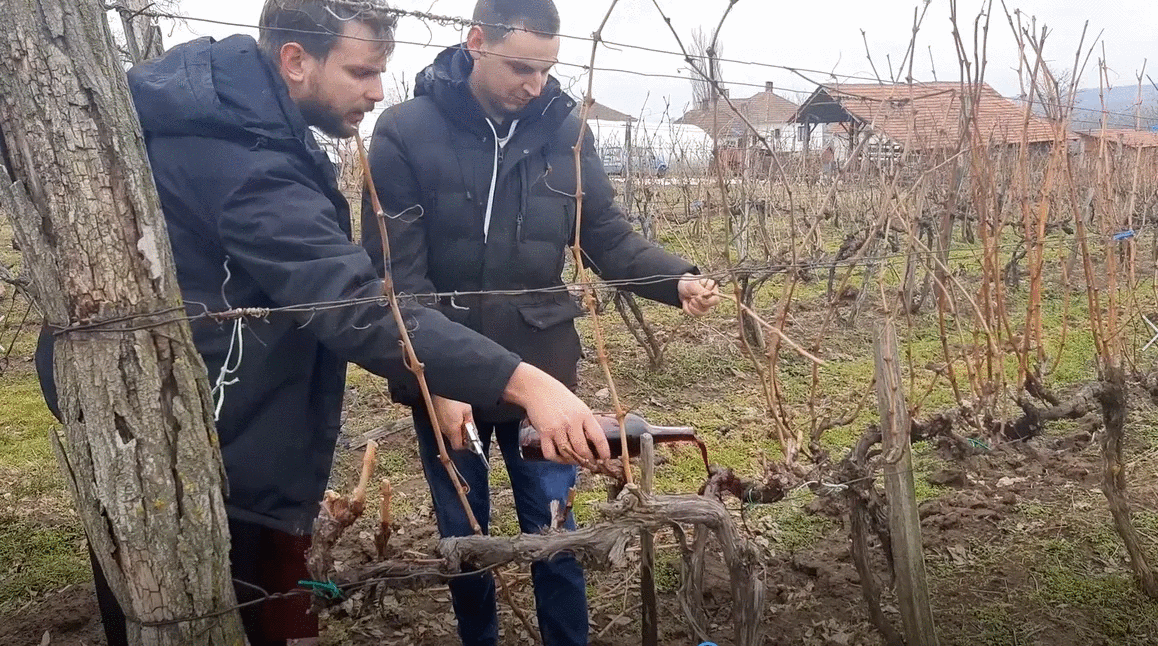 Vinogradari započeli sezonu u srpskoj Toskani: Makaze uzeli u ruke i prvi put orezali loze ove godine, nadaju se dobrom rodu i kvalitetnim plodovima (FOTO)
