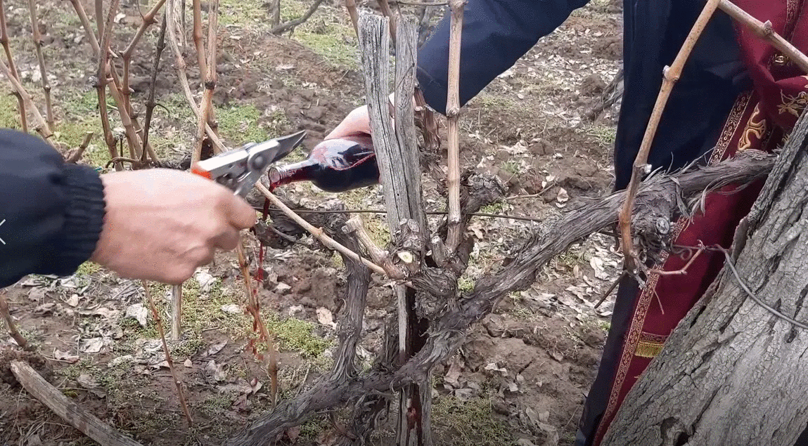 Počela sezona za vinogradare u srpskoj Toskani / foto: RINA