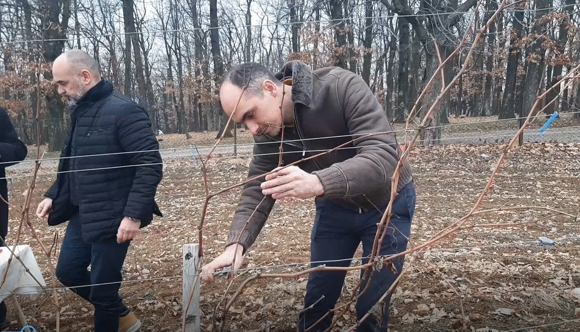 Počela sezona za vinogradare u srpskoj Toskani / foto: RINA