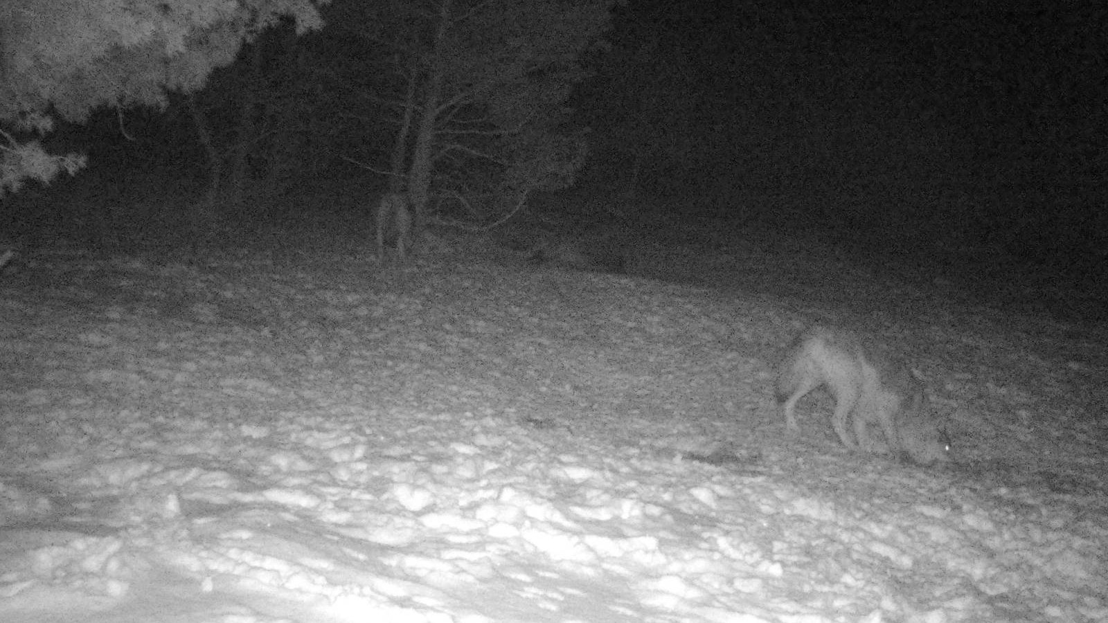 Tri vuka na hranilištu rastrgla košutu: Sprema se tradicinalni lov na ove zlatiborske predatore kojih ima oko desetak, lovci imaju dozvole da odstrele njih pet/ Foto: LU "Zlatibor" iz Čajetine
