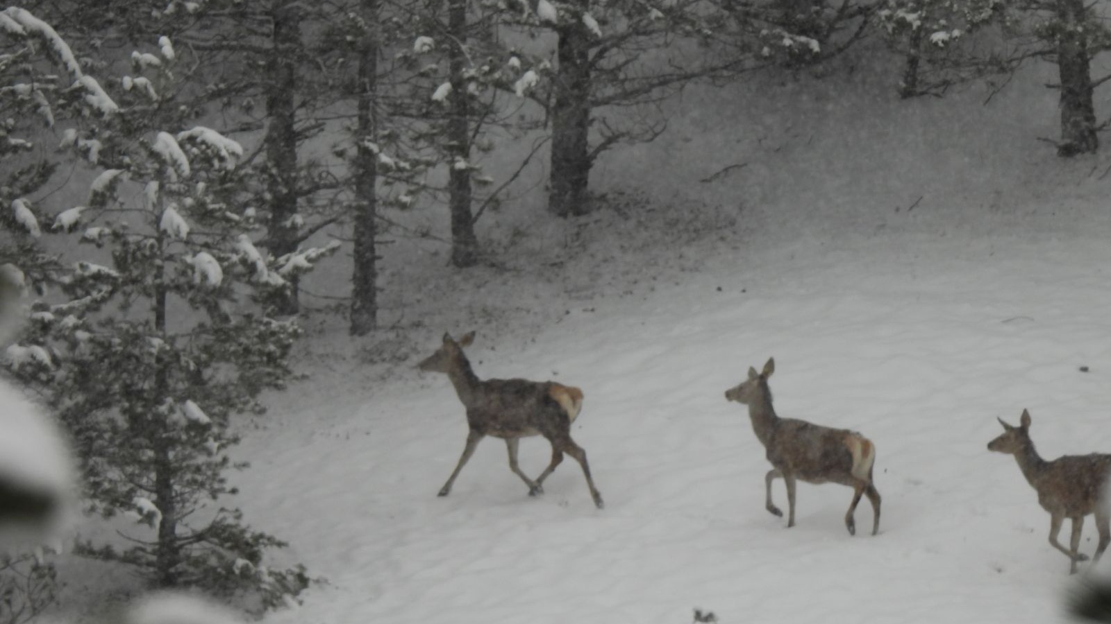 Tri vuka na hranilištu rastrgla košutu: Sprema se tradicinalni lov na ove zlatiborske predatore kojih ima oko desetak, lovci imaju dozvole da odstrele njih pet/ Foto: LU "Zlatibor" iz Čajetine