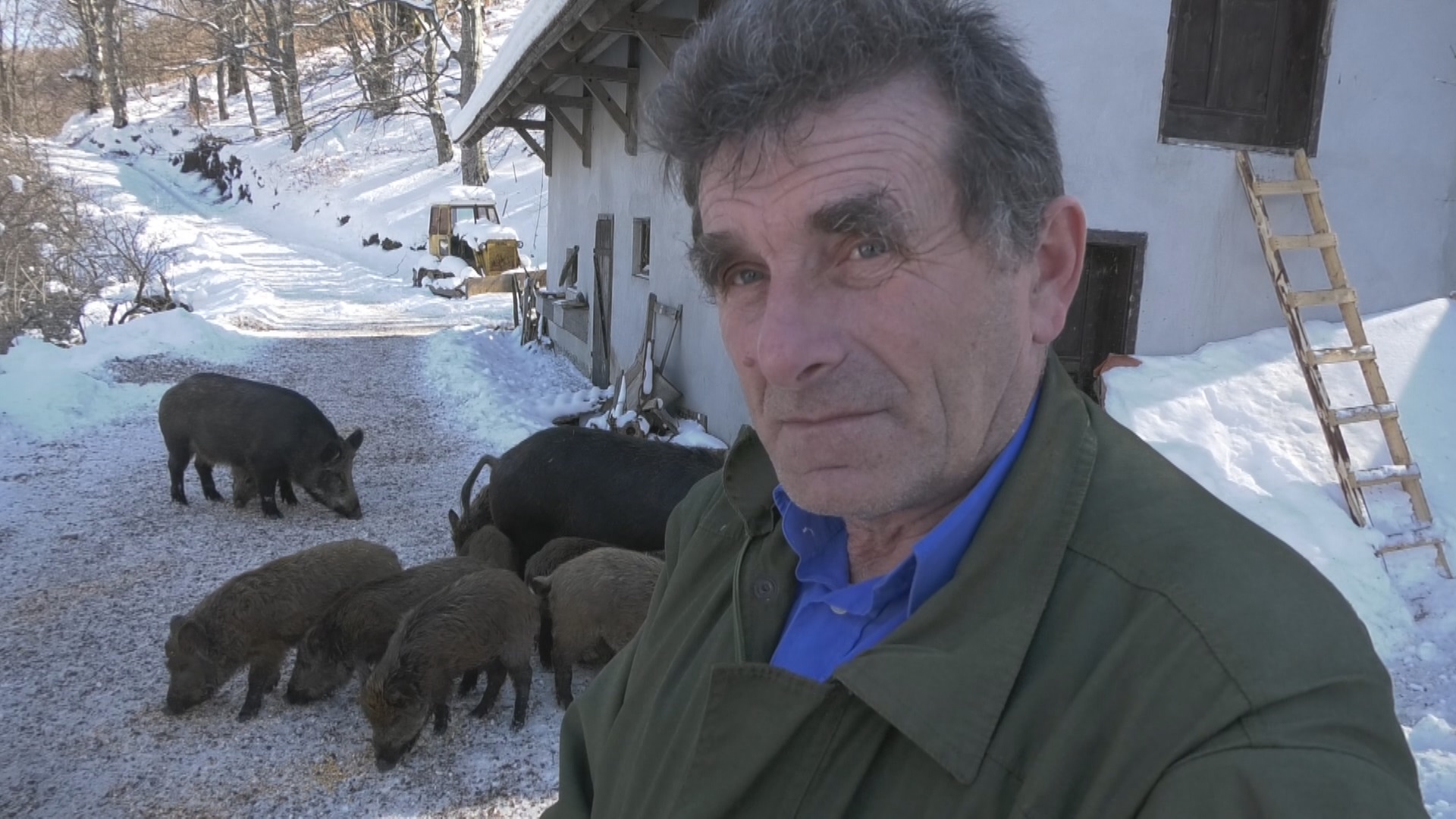 Todor sa Murtenice pripitomio krdo divljih svinja / foto: RINA